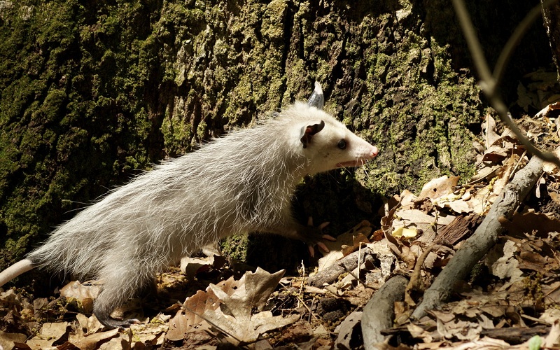 Understanding Possums